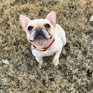 Lost Dog Tater