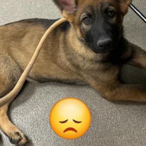 Lost Dog Zora
