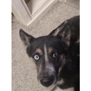 Lost Dog Jasmine