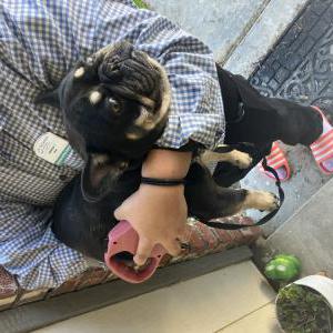 Found Dog Unknown
