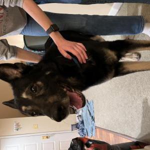 Found Dog Unknown