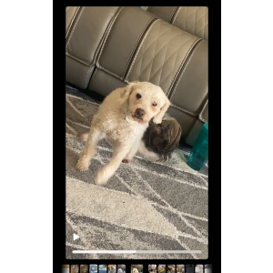 Lost Dog Cookie