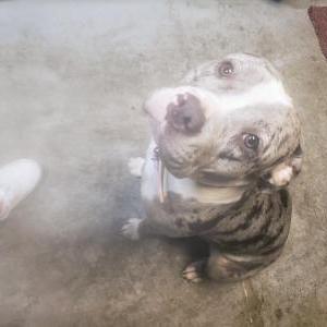 Lost Dog Athena