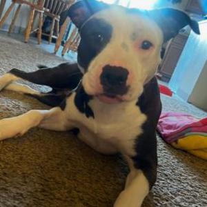 Lost Dog Sweetie