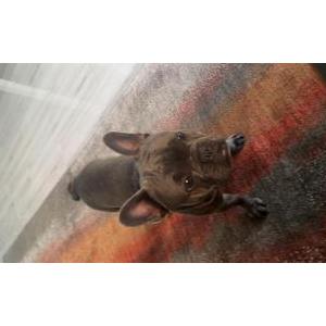 Lost Dog Deuce