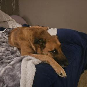 Found Dog Unknown