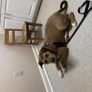 Lost Dog Louise