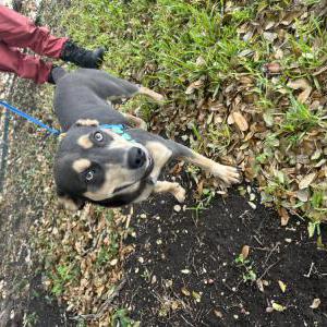 Image of Unknown, Found Dog