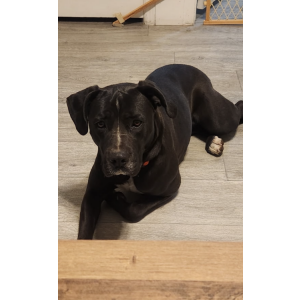 Found Dog Unknown
