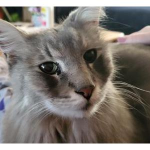 Image of Bella, Found Cat