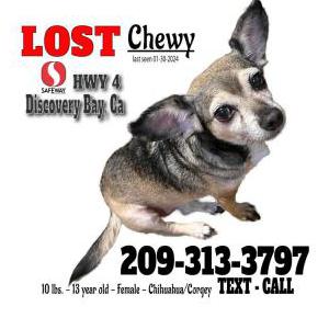 Lost Dog Chewy