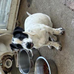 Found Dog Unknown