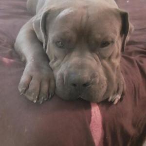 Lost Dog Tank