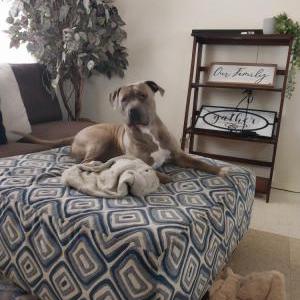 Lost Dog Apollo