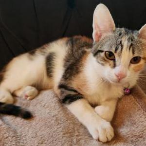 Image of Sueño, Lost Cat