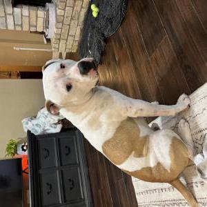 Found Dog Unknown