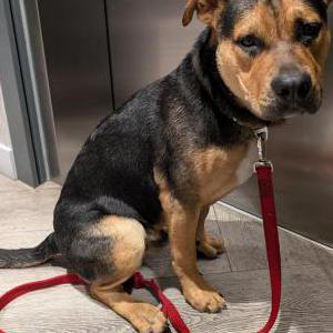 Found Dog unknown