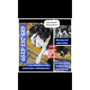 Image of Baby boy, Lost Dog