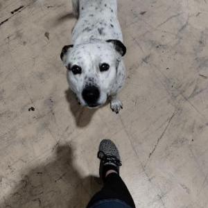 Lost Dog Spike