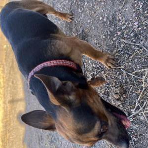 Found Dog Unknown