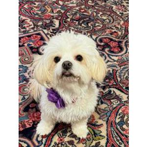 Lost Dog Luna