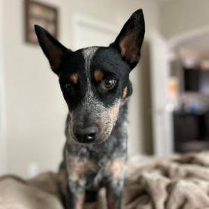 Image of Dukes, Lost Dog