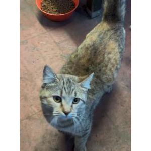 Image of Journey, Lost Cat