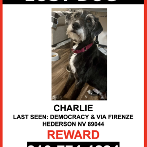 Lost Dog CHARLIE
