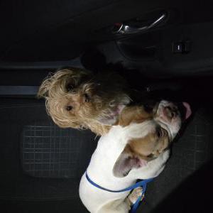 Found Dog Unknown