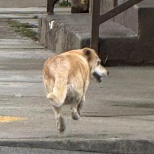 Found Dog unknown