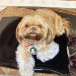 Image of Cinnamon, Lost Dog