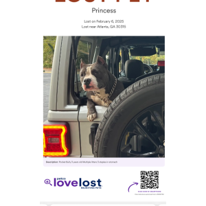Image of Princess, Lost Dog