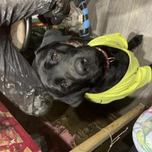 Lost Dog Ally