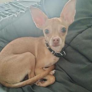 Image of Dobby, Lost Dog