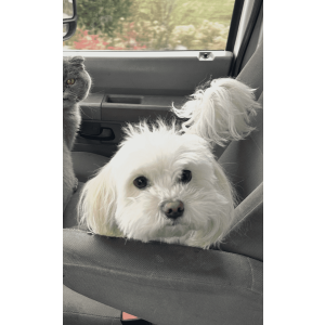Lost Dog Flash