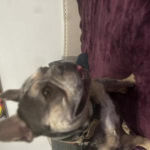 Found Dog Unknown