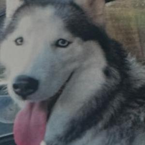 Lost Dog Isis