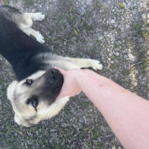 Image of Unknown, Found Dog