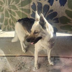 Found Dog Luna
