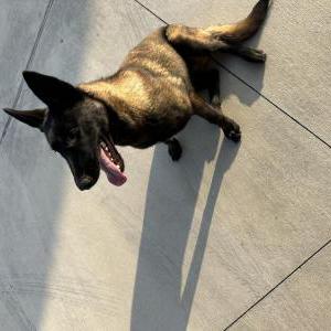 Image of Unknown, Found Dog