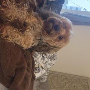 Found Dog Cupcake