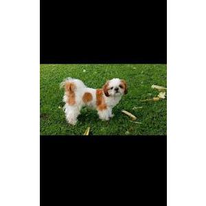 Lost Dog Gracie