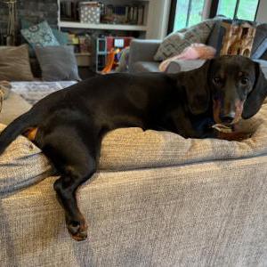 Image of Milo, Lost Dog