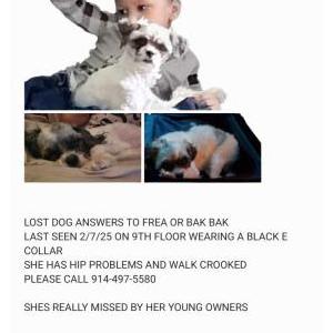 Lost Dog Frea aka BAK BAK