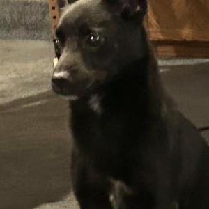 Found Dog Unknown