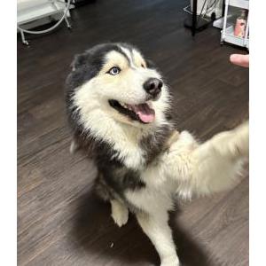 Found Dog unknown