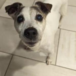 Lost Dog Cassius clay