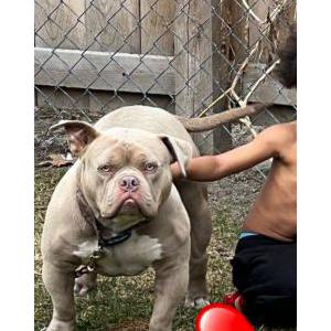Lost Dog Poseidon