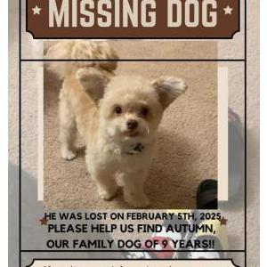 Image of Autumn, Lost Dog