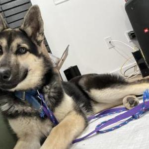 Found Dog unsure